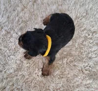 Ruby Lynn, a female Yorkshire Terrier for sale in Buffalo, MO – Photo 7 of 7
