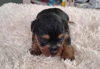 Ruby Lynn, a female Yorkshire Terrier for sale in Buffalo, MO – Photo 3 of 7