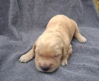 Tex, a male Golden Retriever for sale in Buffalo, MO – 5 of 6