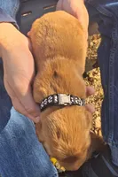 Goliath, a male Golden Retriever for sale in Buffalo, MO – 4 of 5