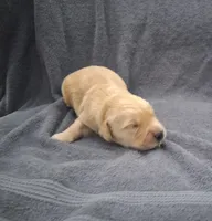 Cooper, a male Golden Retriever for sale in Buffalo, MO – 3 of 6