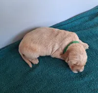 Bennett, a male Golden Retriever for sale in Buffalo, MO – Photo 3 of 6