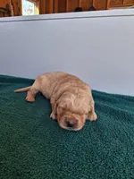 Bennett, a male Golden Retriever for sale in Buffalo, MO – Photo 4 of 6