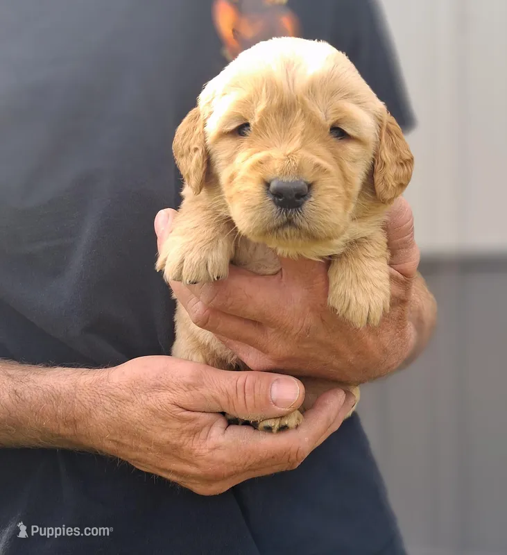 Bennett – Golden Retriever puppy for sale in Buffalo, MO