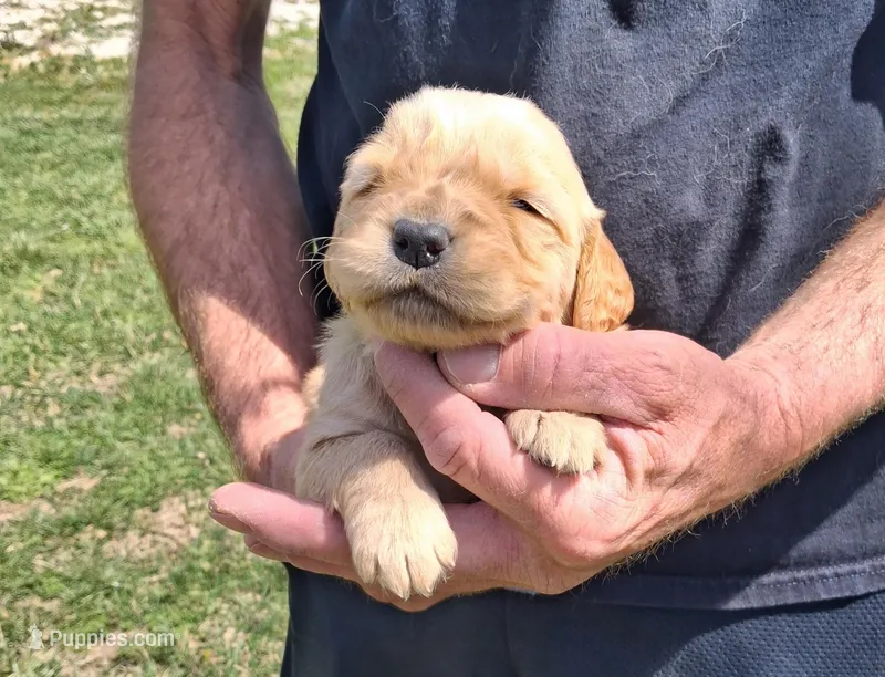Bennett – Golden Retriever puppy for sale in Buffalo, MO