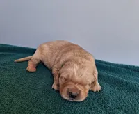 Bennett, a male Golden Retriever for sale in Buffalo, MO – Photo 1 of 6