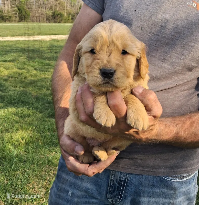 Bennett – Golden Retriever puppy for sale in Buffalo, MO