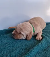 Bennett, a male Golden Retriever for sale in Buffalo, MO – Photo 2 of 6