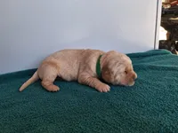 Bennett, a male Golden Retriever for sale in Buffalo, MO – Photo 6 of 6