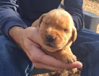 Hercules, a male Golden Retriever for sale in Buffalo, MO – 2 of 6