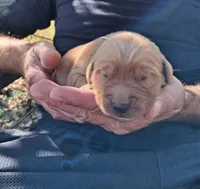 Ace, a male Golden Retriever for sale in Buffalo, MO – 2 of 5