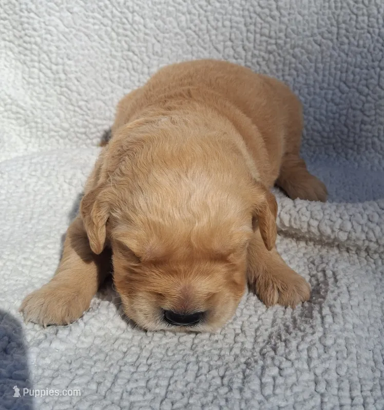 Charlie – Golden Retriever puppy for sale in Buffalo, MO