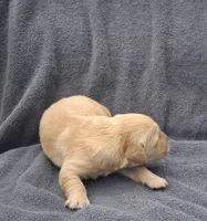 Cooper, a male Golden Retriever for sale in Buffalo, MO – 2 of 6