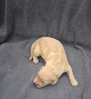 Daisy, a female Golden Retriever for sale in Buffalo, MO – 2 of 4