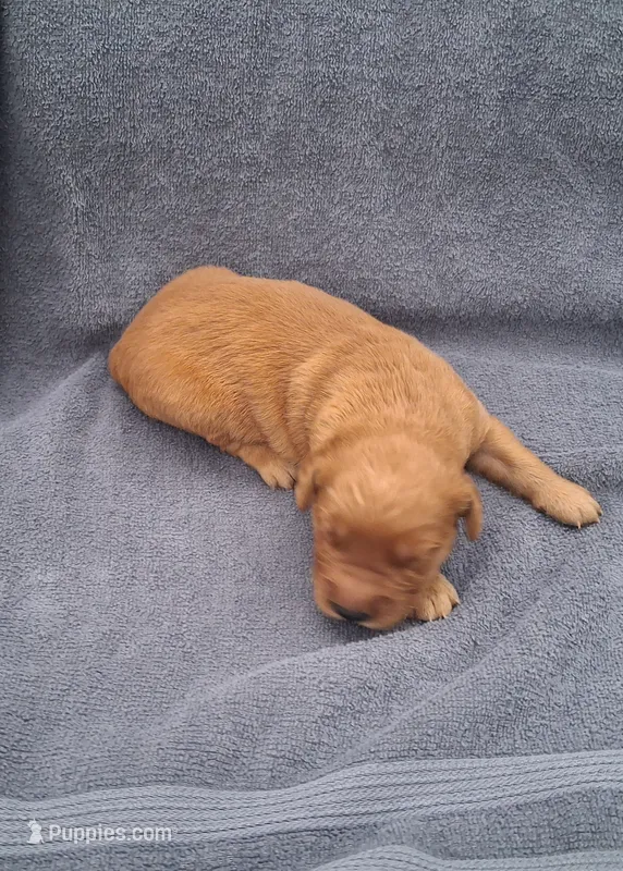 Luna – Golden Retriever puppy for sale in Buffalo, MO