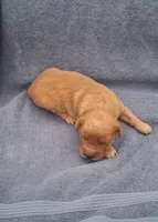 Luna, a female Golden Retriever for sale in Buffalo, MO – 1 of 5
