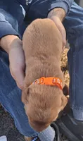 Wily, a male Golden Retriever for sale in Buffalo, MO – 5 of 5