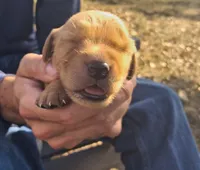 Pinto, a male Golden Retriever for sale in Buffalo, MO – 3 of 6