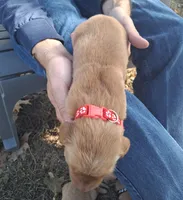 Diggs, a male Golden Retriever for sale in Buffalo, MO – 5 of 5