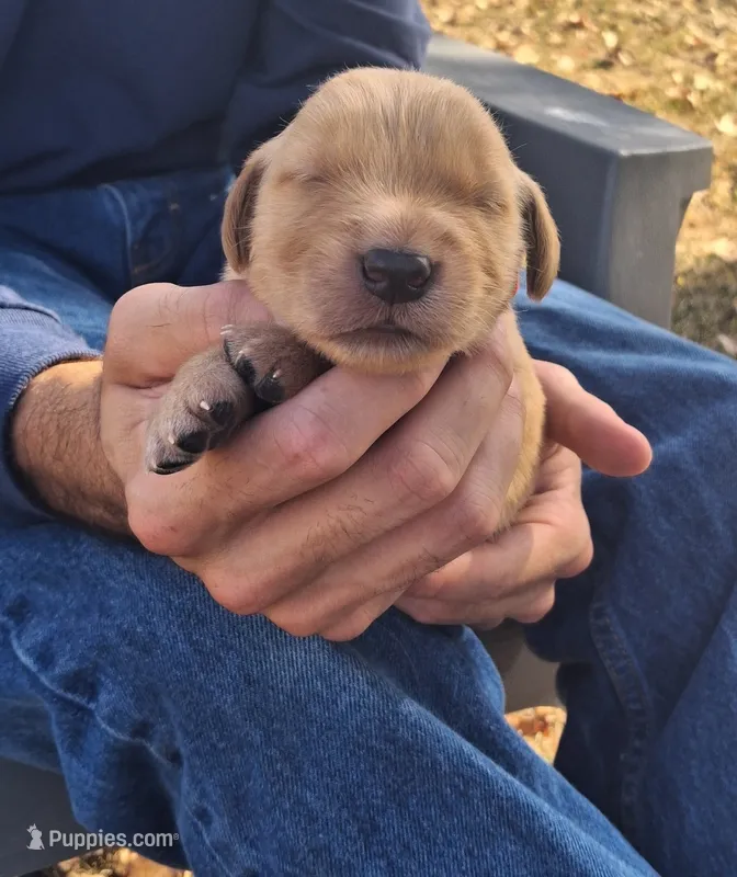 Diggs – Golden Retriever puppy for sale in Buffalo, MO