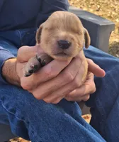 Diggs, a male Golden Retriever for sale in Buffalo, MO – 1 of 5
