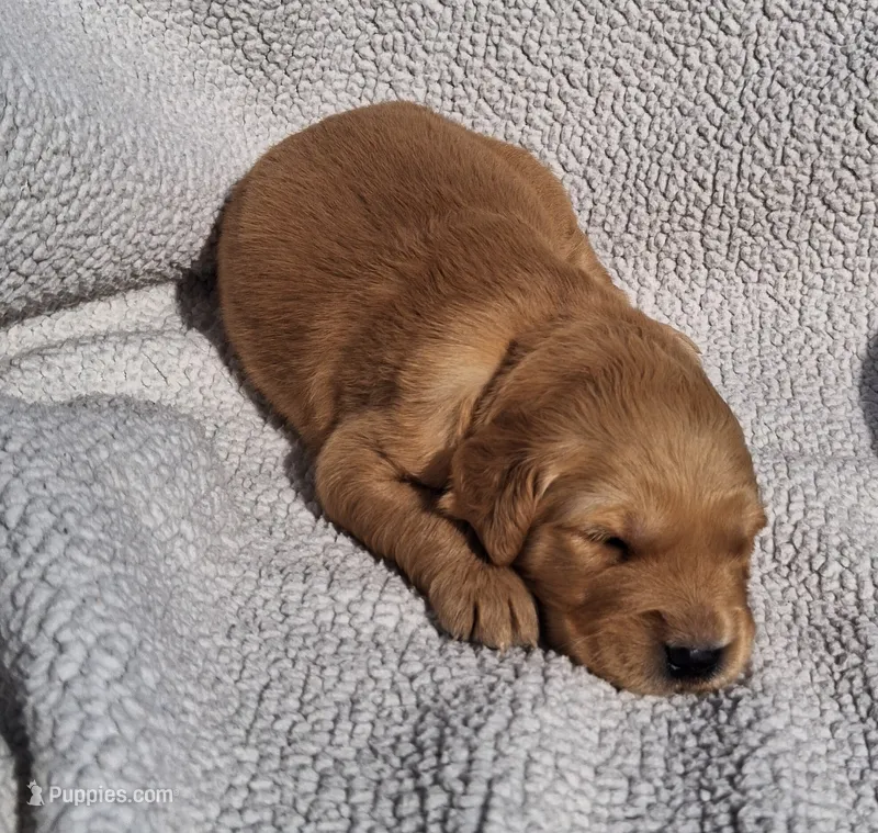 Ruby Lynn – Golden Retriever puppy for sale in Buffalo, MO