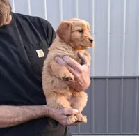 Opal Lee, a female Golden Retriever for sale in Buffalo, MO – Photo 4 of 5