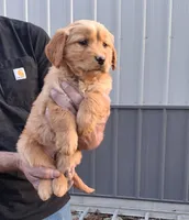 Opal Lee, a female Golden Retriever for sale in Buffalo, MO – Photo 3 of 5