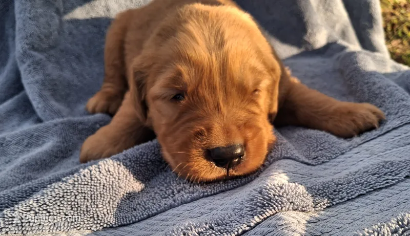 Teddy – Golden Retriever puppy for sale in Buffalo, MO