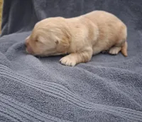 Cooper, a male Golden Retriever for sale in Buffalo, MO – 5 of 6