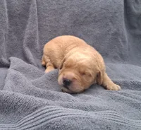 Charlie, a male Golden Retriever for sale in Buffalo, MO – 5 of 6