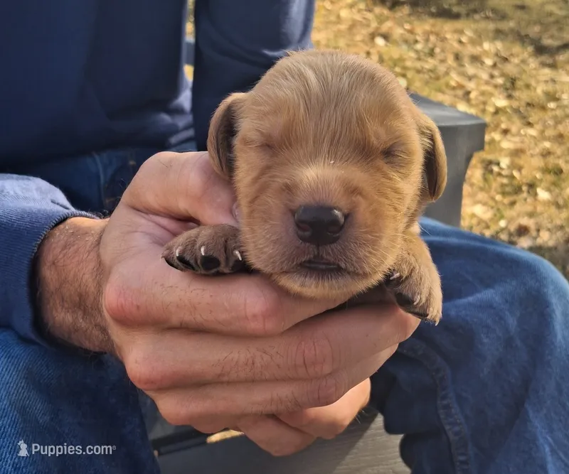 Pinto – Golden Retriever puppy for sale in Buffalo, MO