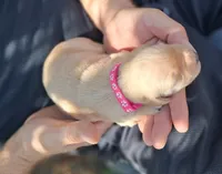 Pixie, a female Golden Retriever for sale in Buffalo, MO – 2 of 6