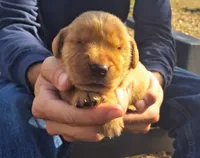 Hercules, a male Golden Retriever for sale in Buffalo, MO – 3 of 6