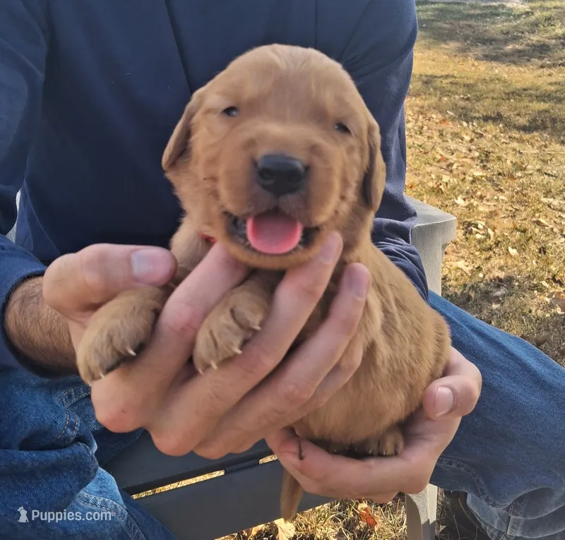 Teddy – Golden Retriever puppy for sale in Buffalo, MO