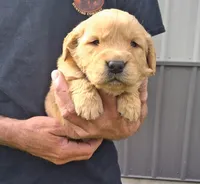 AXEL, a male Golden Retriever for sale in Buffalo, MO – Photo 3 of 6