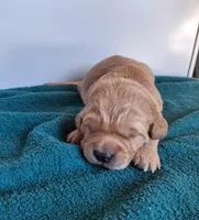 AXEL, a male Golden Retriever for sale in Buffalo, MO – Photo 3 of 6