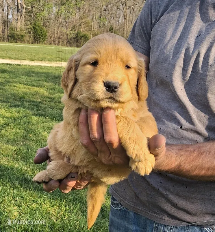 AXEL – Golden Retriever puppy for sale in Buffalo, MO