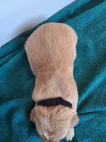 AXEL, a male Golden Retriever for sale in Buffalo, MO – Photo 5 of 6