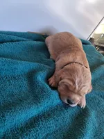 AXEL, a male Golden Retriever for sale in Buffalo, MO – Photo 4 of 6