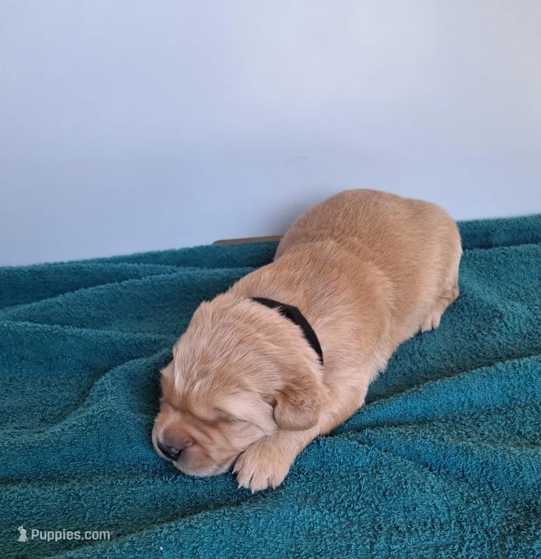 AXEL – Golden Retriever puppy for sale in Buffalo, MO