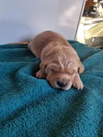 AXEL, a male Golden Retriever for sale in Buffalo, MO – Photo 6 of 6