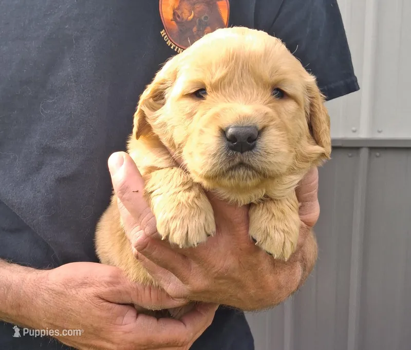 AXEL – Golden Retriever puppy for sale in Buffalo, MO