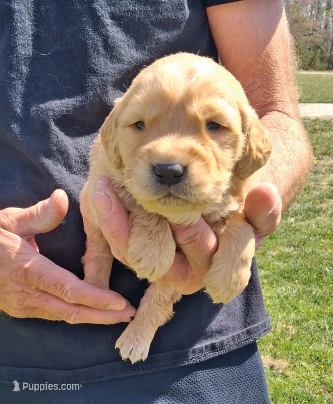 AXEL – Golden Retriever puppy for sale in Buffalo, MO