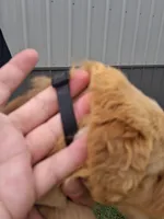 AXEL, a male Golden Retriever for sale in Buffalo, MO – Photo 6 of 6