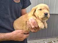 AXEL, a male Golden Retriever for sale in Buffalo, MO – Photo 4 of 6
