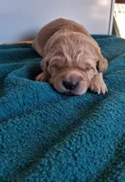 AXEL, a male Golden Retriever for sale in Buffalo, MO – Photo 2 of 6