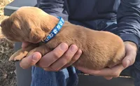 Pinto, a male Golden Retriever for sale in Buffalo, MO – 5 of 6