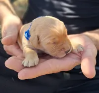 Bently, a male Golden Retriever for sale in Buffalo, MO – 3 of 5