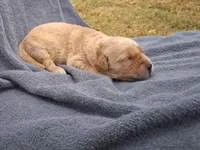 Charlie, a male Golden Retriever for sale in Buffalo, MO – 3 of 6